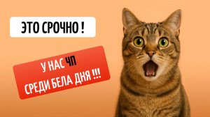 ЧП в школе шитья! Успей поймать свой шанс!