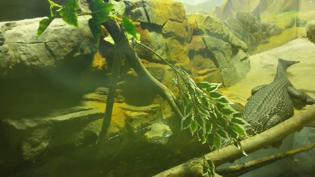 Аллигатор (Alligator). Московский зоопарк (Moscow Zoo).