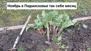 Бестолковый ноябрь в Подмосковье. Лучше закрывать дачный сезон в октябре.