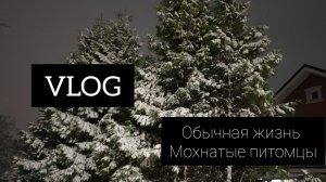 Vlog обычные будни