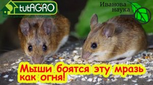 Как избавиться от мышей без яда и ловушек: народные методы.