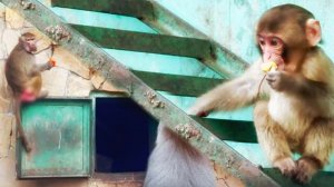 В Красном Драконе проснулся Кинг Конг! Игрушечная Сакура- микро нидзя! Люсе яблоко прям в лапу!