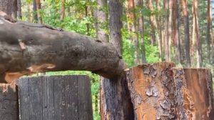 Построила леснои Дом В лесу При строительстве лесного домика БУШ