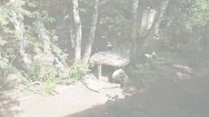 Пейнтбол 06.08.2016 г.