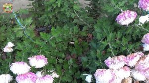 Зима и Весна 2026: Как Сохранить Хризантемы Живыми?