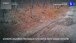 Камера засняла молодых оленей в лесу Севастополя