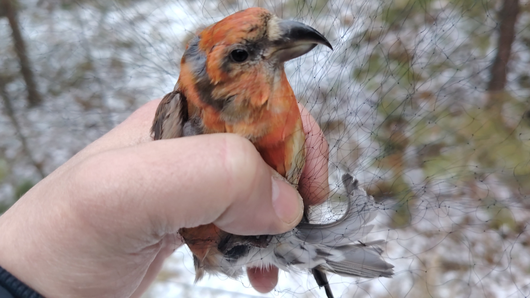 Клёст еловик  щуры