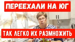 #134🏡 Похолодало/Оказывается так легко их размножить/Тестируем овощерезку/Убираю все на зимовку
