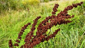 Конский щавель осенью