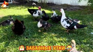 Забавные утки мускусные и пекинские на свободном выгуле со своими друзьями ч.(297) ❣️🤗😂
