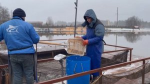 Запуск форели