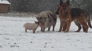 ЧЕРНИЧНИКИ ( новинка )  , Фильм о Деревенской Жизни