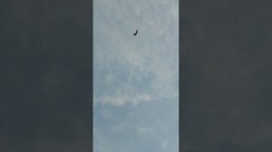 Часть 2. Первая тренировка на расстоянии от голубятни.