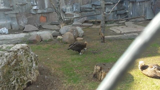 Бурый гриф Бородач (Aegypius monachus). Московский зоопарк (Moscow Zoo).