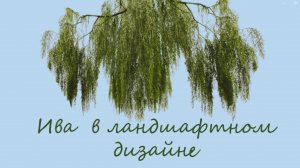 Ива в ландшафтном дизайне
