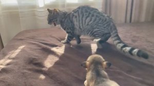 Забавная реакция кошки на щенков