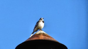 Птичка трясогузка