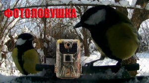Кормушка для птиц в САДУ / Фотоловушка в лесу
