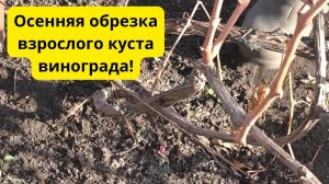 Как обрезать взрослый куст винограда осенью - наглядно и доступно.