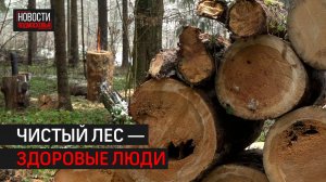 Более 6 тысяч гектаров неликвидных деревьев вырубят в Подмосковье в этом году // 360 Одинцово