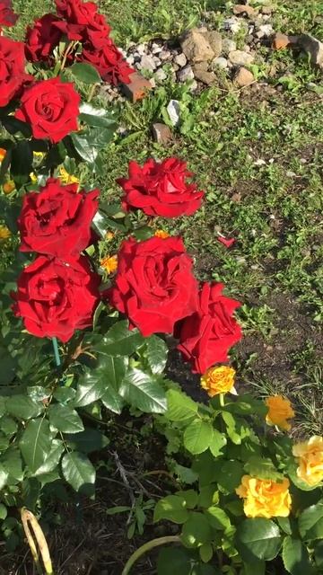 Ленинградская область. Хвойное. 16.07.2024. Дача. Обильно цветущий куст роз красных бархатных