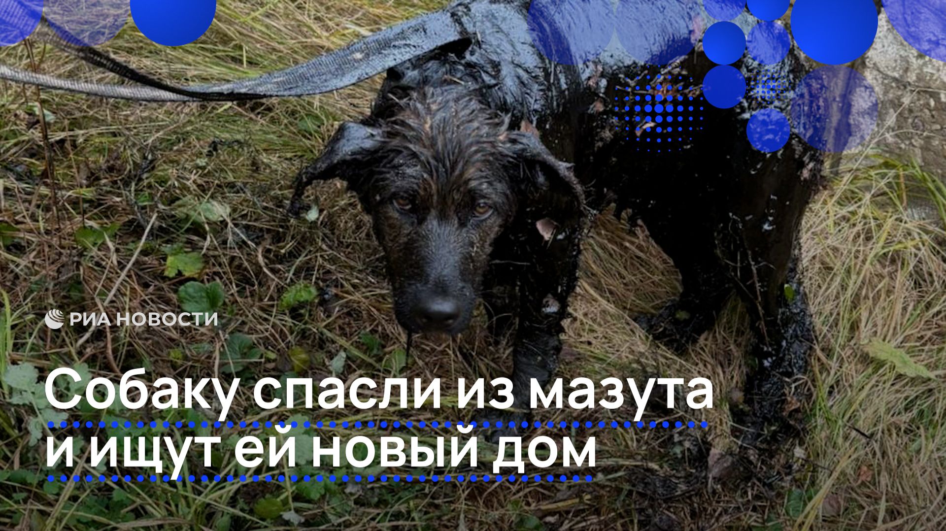Собаку спасли из мазута и ищут ей новый дом