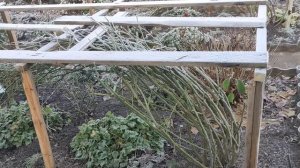 Самые надёжные каркасы для укрытия роз. Первые заморозки.