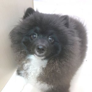 играю в Барвиха RP roblox