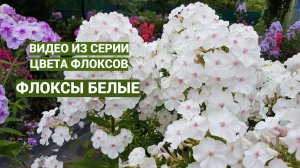 Белые флоксы. Видео из серии цвета флоксов