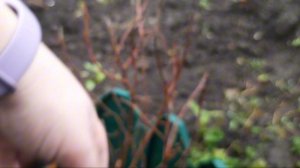 22 НОЯБРЯ/ /КУПИЛИ КУЛЬТИВАТОР/ /ИЗМЕРЯЕМ ПОЧВУ //ПОЗДНЯЯ ОСЕНЬ НА ДАЧЕ//