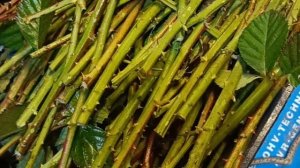 Как готовятся саженцы ежевики колючей, сорт блэк мэджик, очень вкусная зато ягода,