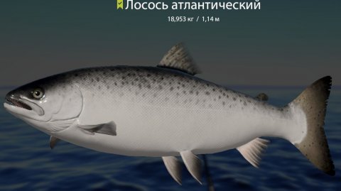 Русская Рыбалка 4! Ладожский архипелаг троллинг!!!