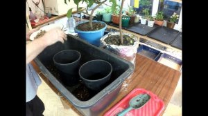 Посадка огурцов в ноябре и приготовление почвы