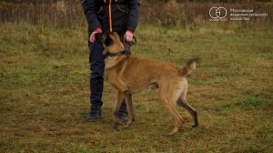 Фрагмент видеоурока. Команда «Сидеть»