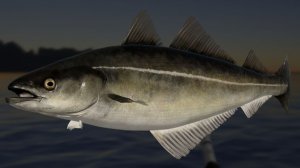 Русская Рыбалка 4! Море фармим серебро!!!