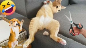 Смешные животные Я РЖАЛ ДО СЛЕЗ  ЛУЧШИЕ ПРИКОЛЫ  С КОТАМИ И СОБАКАМИ
