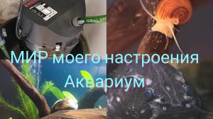 24.11.25 Аквариум,часть 4.Подготовка внешнего фильтра, полезные бактерии.Запускаю сомов.