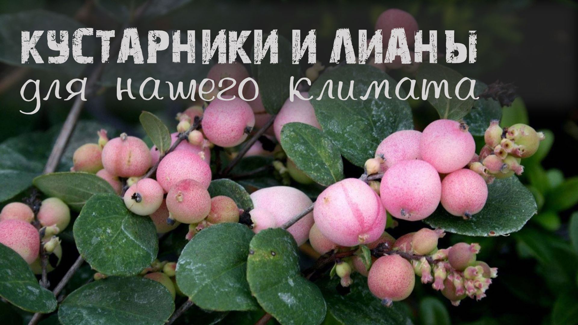Кустарники и лианы для нашего климата.