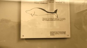 Они должны жить - тизер