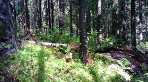 Построили ДОМ ПОД ЗЕМЛЕИ своими РУКАМИ в ЛЕСУ МЕДВЕДЬ КРОВАТЬ и  (2)