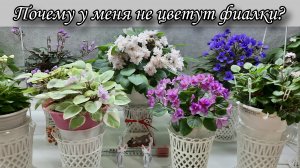 Почему у меня не цветут фиалки?