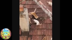 Кошачий рай, кот-программист, кот и зеркало! Смешная подборка! #31