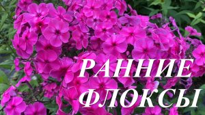Флоксы раннего срока цветения