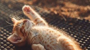 пожелания с добрым утром бесплатно новые