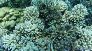 2024 год Египет рыбы