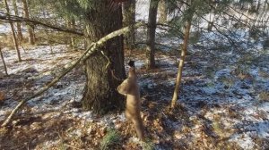 ОХОТА НА КУНИЦУ КАПКАНОМ НОЯБРЬ. КАК ПОЙМАТЬ КУНИЦУ. УСТАНОВКА КАПКАНА. ВЫБОР МЕСТА.