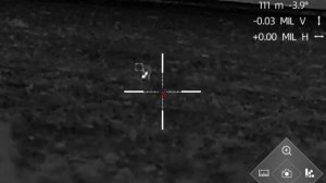 две лисы с одного поля