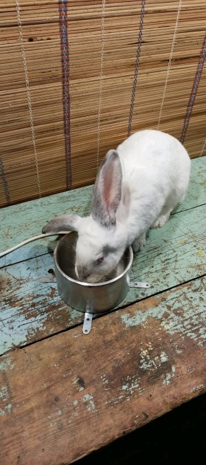 Делаю поилку с подогревом для кроликов.