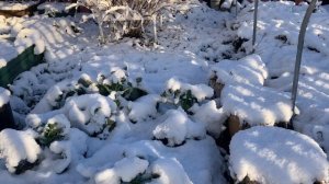 15 ноября намело снега.