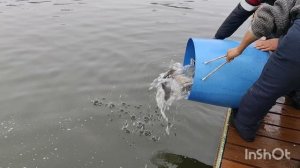 27.11.25. Зарцбление VIP зоны форелью.